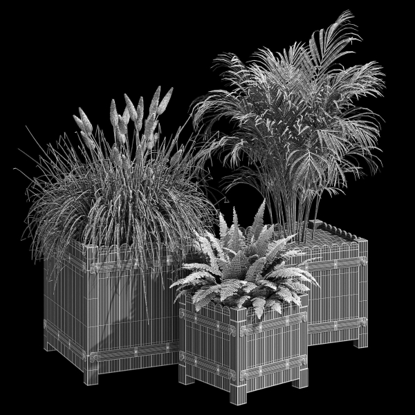 Campion three plants in wooden boxes
