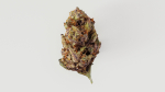 Cannabis Marijuana Weed Bud 02