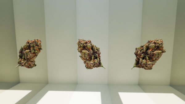 Cannabis Marijuana Weed Bud 02