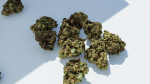 Cannabis Marijuana Weed Bud
