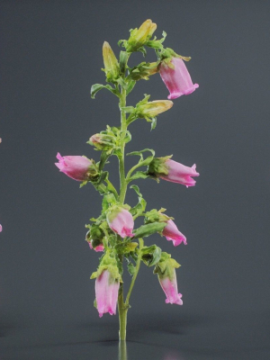 canterbury-bellflower-campanula-medium-3d-model-194577f74c