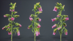 Canterbury Bellflower Campanula Medium