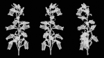 Canterbury Bellflower Campanula Medium
