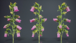Canterbury Bellflower Campanula Medium