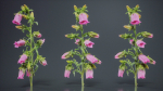 Canterbury Bellflower Campanula Medium
