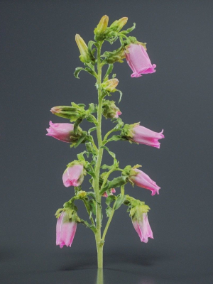 Canterbury Bellflower Campanula Medium