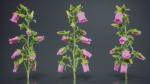 Canterbury Bellflower Campanula Medium