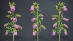 Canterbury Bellflower Campanula Medium