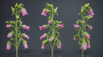 Canterbury Bellflower Campanula Medium