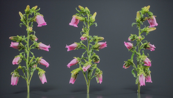 Canterbury Bellflower Campanula Medium