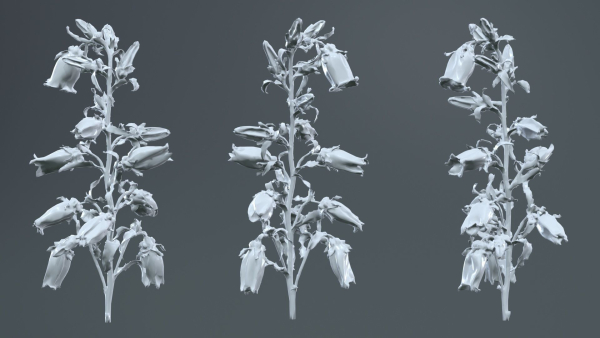 Canterbury Bellflower Campanula Medium