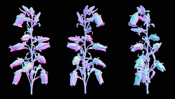 Canterbury Bellflower Campanula Medium