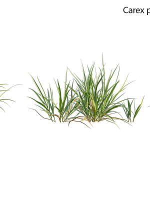carex-pendula-pendulous-sedge-01-3d-model