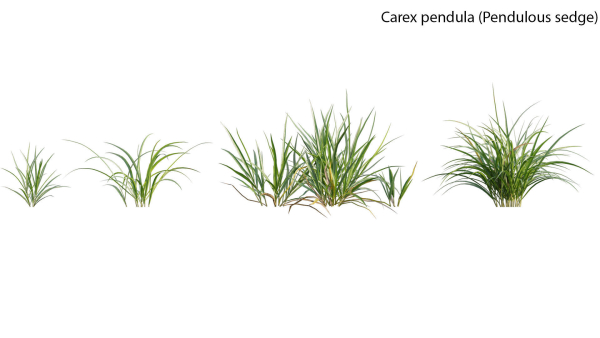 Carex pendula - Pendulous sedge -01
