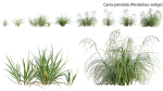 Carex pendula - Pendulous sedge -01