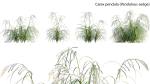 Carex pendula - Pendulous sedge -01