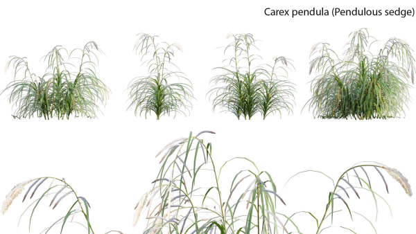 Carex pendula - Pendulous sedge -01