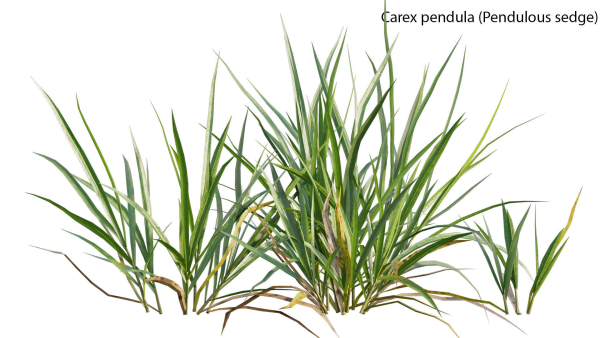 Carex pendula - Pendulous sedge -01