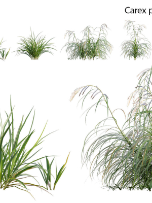 Carex pendula - Pendulous sedge -01