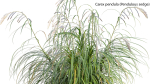 Carex pendula - Pendulous sedge -01