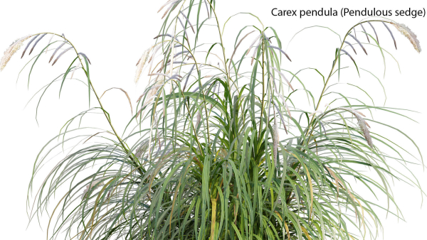 Carex pendula - Pendulous sedge -01