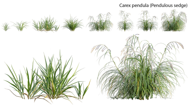 Carex pendula - Pendulous sedge -01