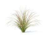 Carex  testacea 6 variations