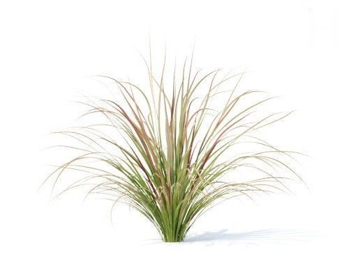 Carex  testacea 6 variations