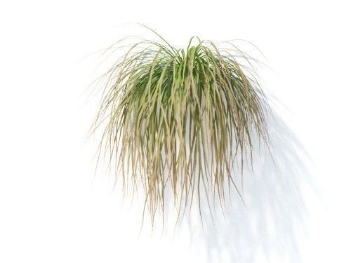 Carex  testacea 6 variations