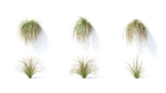 Carex  testacea 6 variations