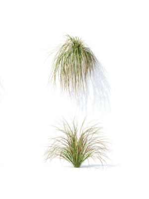Carex  testacea 6 variations