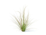 Carex  testacea 6 variations