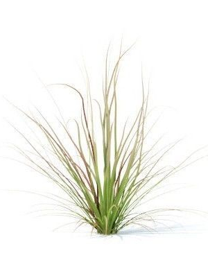 carex-testacea-6-variations-3d-model-780da94141