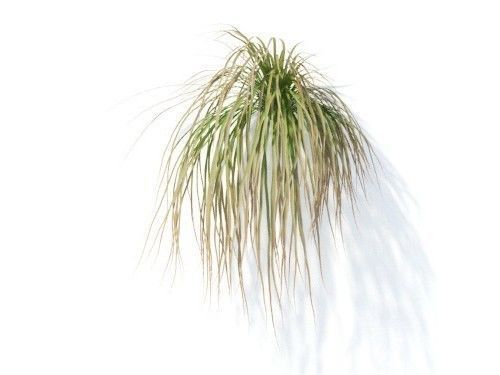 Carex  testacea 6 variations