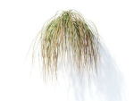 Carex  testacea 6 variations