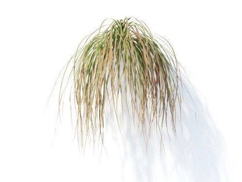Carex  testacea 6 variations