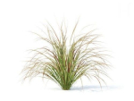 Carex  testacea 6 variations