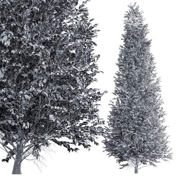 Carpinus Betulus 03
