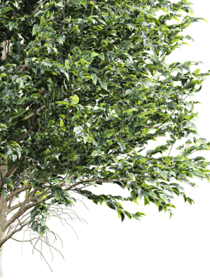 carpinus-betulus-03-3d-model-39260a33d2