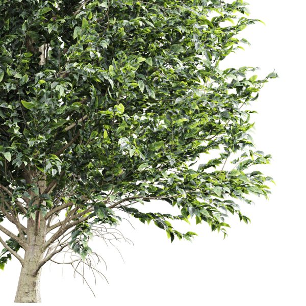 Carpinus Betulus 03