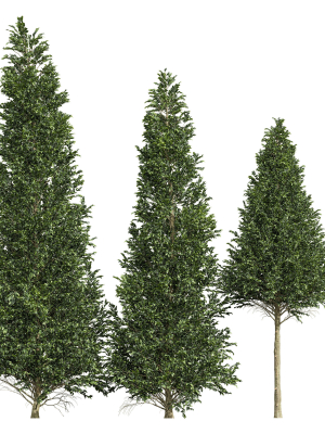 Carpinus Betulus 03