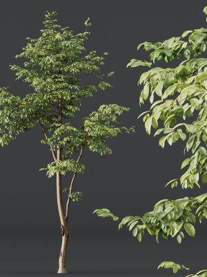 carpinus-betulus-3d-model-243052670e