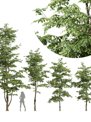 Carpinus Betulus
