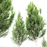 carpinus betulus