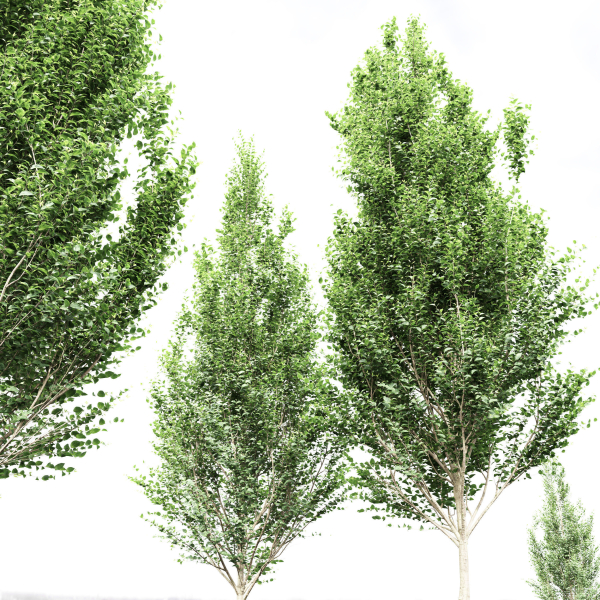 carpinus betulus