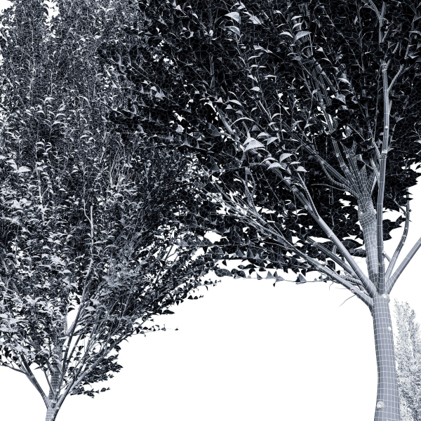 carpinus betulus