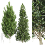 carpinus betulus