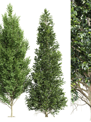carpinus betulus