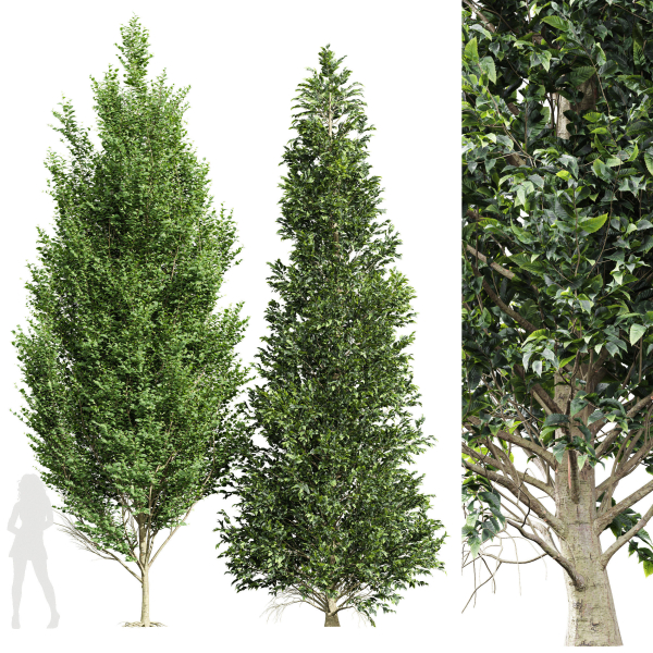 carpinus betulus