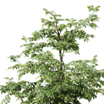 Carpinus Betulus